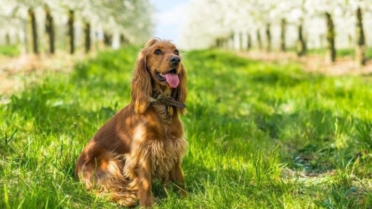 Bella’s Blog: A Cocker Spaniels Tail of Adventure at Lindores